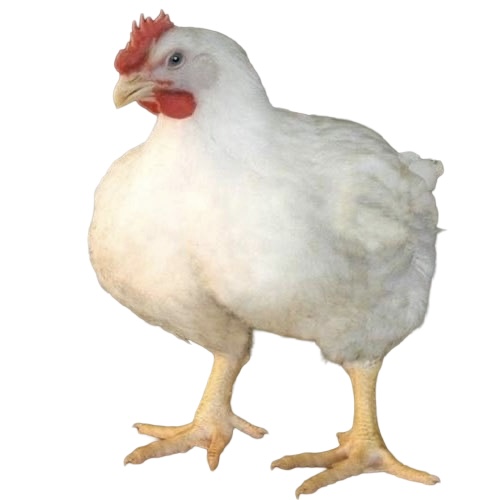 Live Broiler Chicken(Chicken 10-12 Weeks Old)