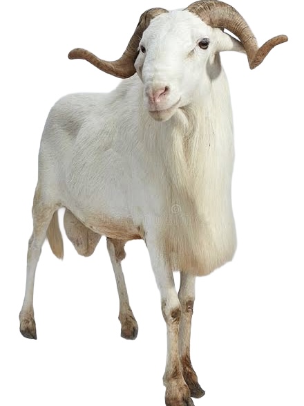 LIVE EWU HAUSA (Hausa Goat)