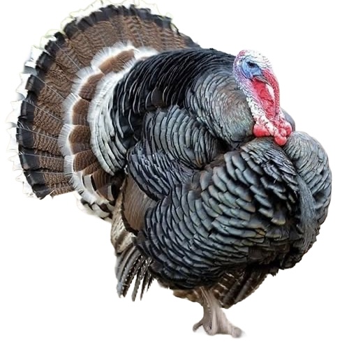 Live Turkey 